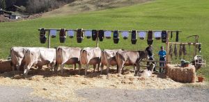 ZF Blooming BALI  Scheuber Kaspar Engelberg A83